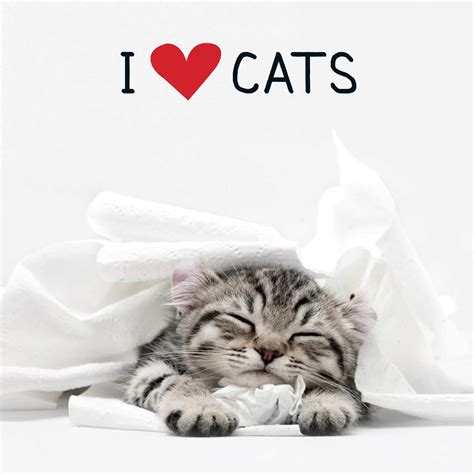 I love cats. Things To Know About I love cats. 